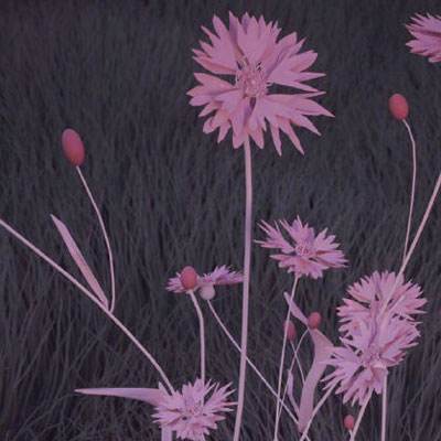 竞彩足球app官方